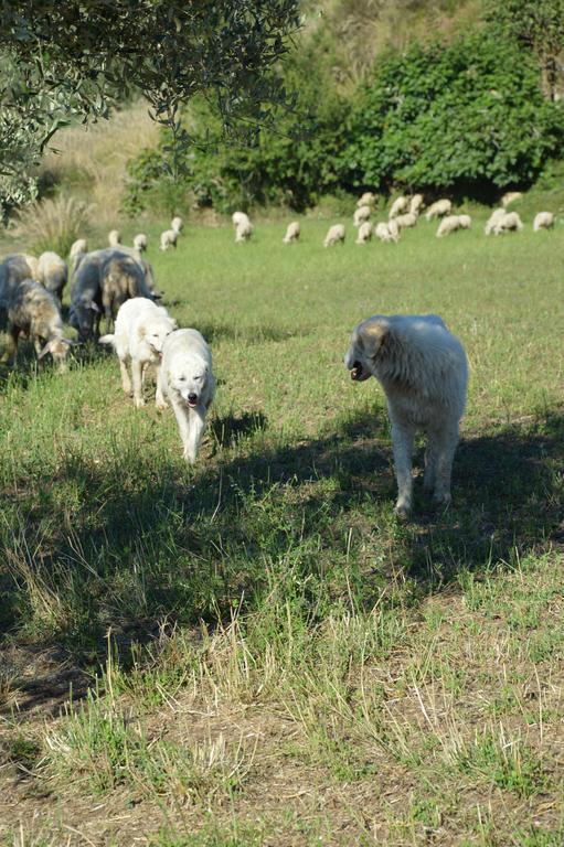 Azienda Agrituristica Carida Zaccanopoli ภายนอก รูปภาพ