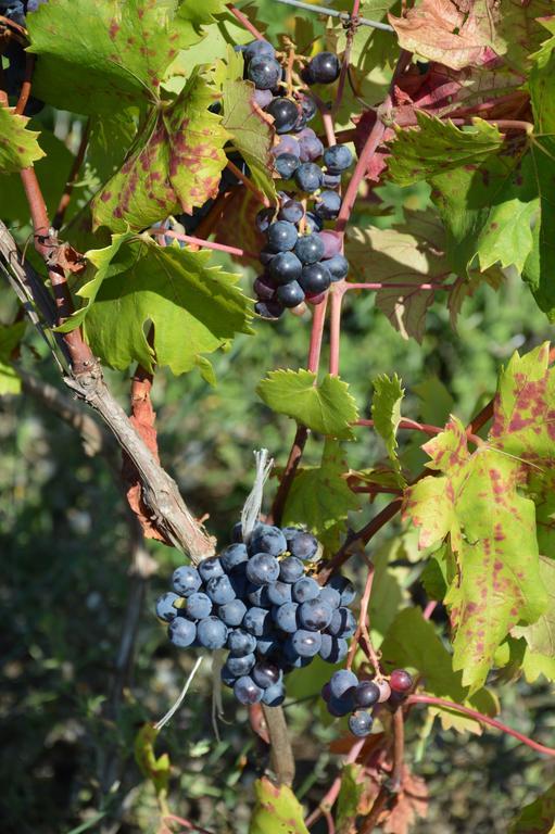 Azienda Agrituristica Carida Zaccanopoli ภายนอก รูปภาพ
