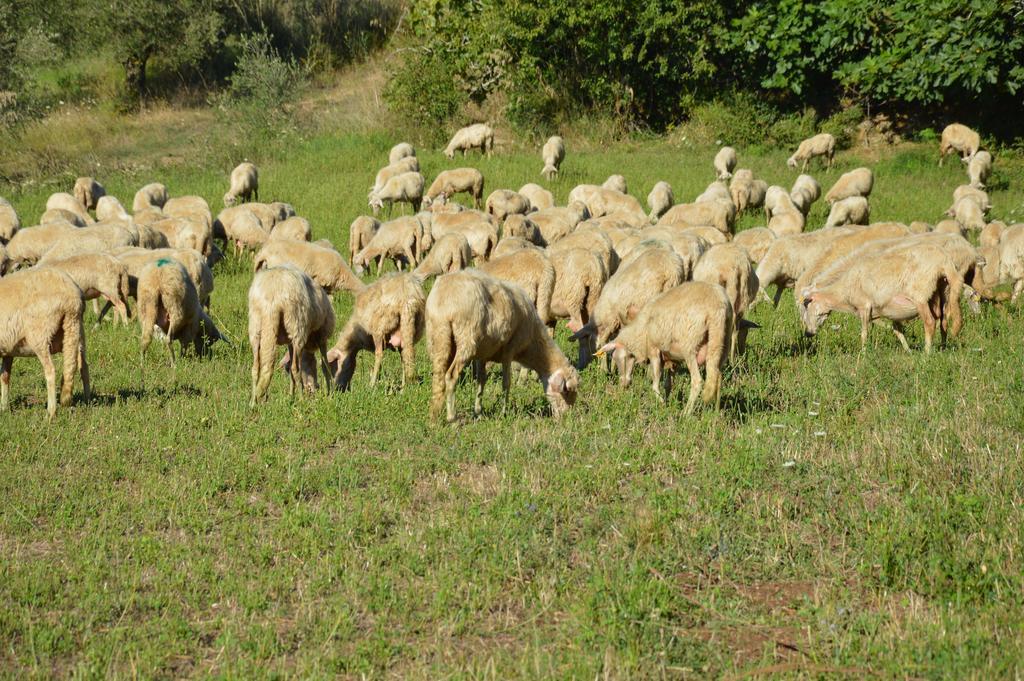 Azienda Agrituristica Carida Zaccanopoli ภายนอก รูปภาพ