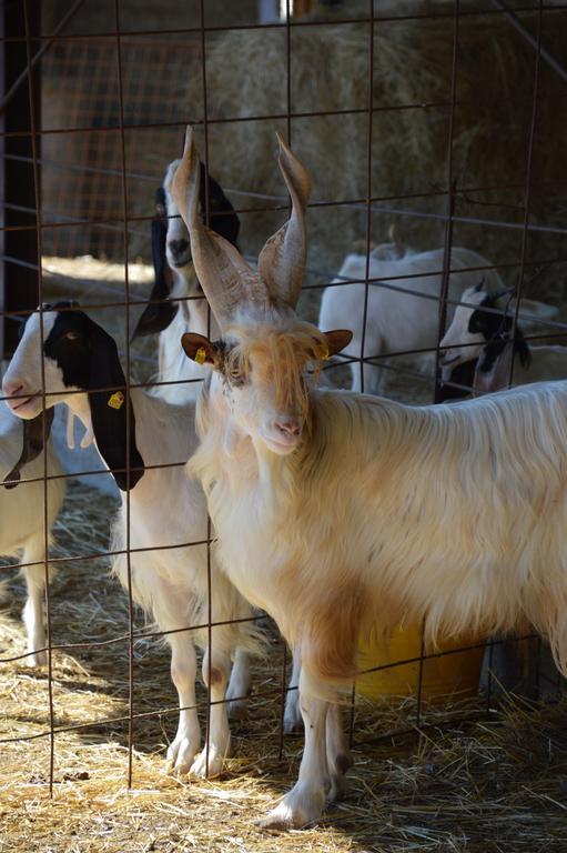 Azienda Agrituristica Carida Zaccanopoli ภายนอก รูปภาพ